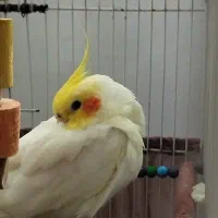 عروس هلندی لوتینو ماده مولد