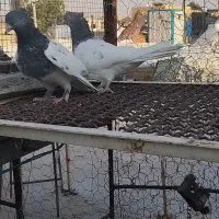 سلام دوتا ماده کله سبز خوب جون