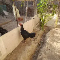 تخم لاری اصل