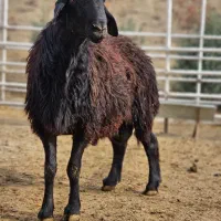 بره ناقلا گوسفند