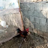 خروس گردن لختی|حیوانات مزرعه|لاهیجان, آهندان|دیوار