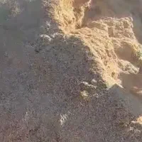 کاه گندم دیم