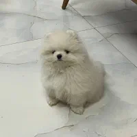 سگ پامر خرسی بوفیس|سگ|اصفهان, پوریای ولی|دیوار