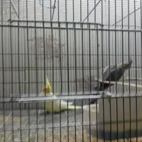 عروس هلندی مولد