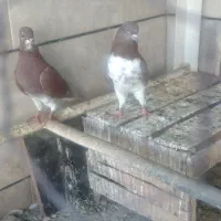 ۴ جفت کفتر نر و ماده آماده پرشی درجه یک|پرنده|نجفآباد, فردوسی شمالی|دیوار