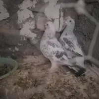 پرنده. کبوتر. نروماده. شامی|پرنده|تربت‌حیدریه, آسایش|دیوار