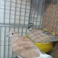 کبوتر تزئینی