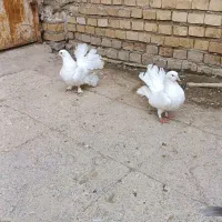 کبوتر زینتی