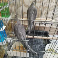 فروش فوری عروس هلندی نروماده