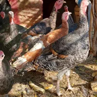 بوقلمون|حیوانات مزرعه|جوادآباد, |دیوار