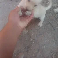 سه تا توله اشپیتز|سگ|رفسنجان, |دیوار