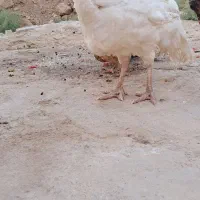 مرغ و بوقلمون