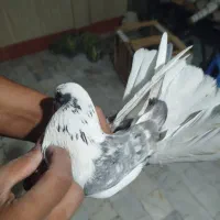 کفتر پرشی و یاهو|پرنده|قم, شهرک فاطمیه|دیوار