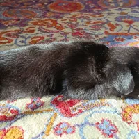 سگ اشپیز|سگ|تهران, صد دستگاه|دیوار