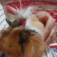 خوکچه با قفس