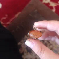انگشتر