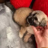 سگ شیتزو|سگ|گلستان (تهران), |دیوار