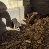 توله های بومی حسابی سالم ....|سگ|جعفرآباد, |دیوار