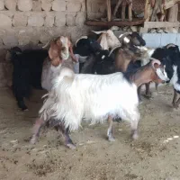 بز کشتار چاق|حیوانات مزرعه|اندیمشک, |دیوار