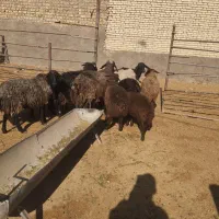 12راس میش افشاری جوان با بره 30کیلویی|حیوانات مزرعه|حبیب آباد, |دیوار