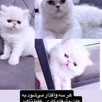 واگذاری گربه از نژاد پرشین واسکاتیش