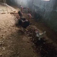 مرغ و خروس ویاندوت. لاری. بلژیکی