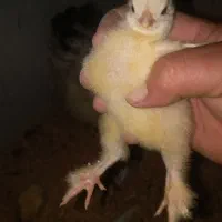 خروس و جوجه برهما|حیوانات مزرعه|خوی, |دیوار