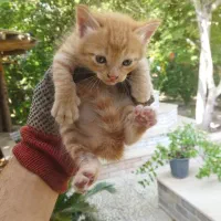 بچه گربه