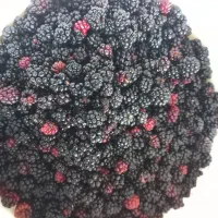 تمشک جنگلی میانکاله|خوردنی و آشامیدنی|بهشهر, |دیوار