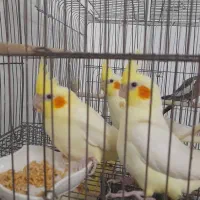 تخم عروس هلندی لوتینیو|پرنده|اسلامشهر, مظفریه|دیوار