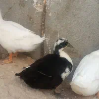 اردک تخم گزار