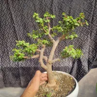 پرتولاکاریا ، خرفه ای ،جید