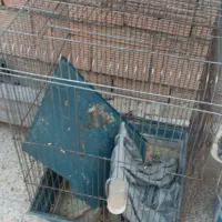 قفس هشت خان با لونه و هشت خان بازاری و قفس1033|لوازم جانبی حیوانات|اسلام‌شهر, شهرک امام حسین (میان آباد)|دیوار