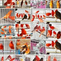 انواع جوجه قناری .قناری جفت و ماده آماده تک