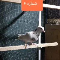 کفتر یا کبوتر مفت سواکن جداکن|پرنده|قم, سعادتی|دیوار
