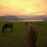 تصویر برداری مراسم و فرمالیته شمال