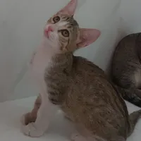 گربه واگذاری