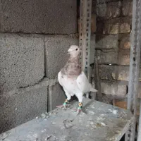 کفتر سرور