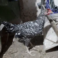 خروس جوان پلیموتراک