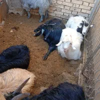 بزه وبزغاله