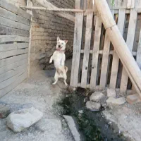 سگ پاکوتاه|سگ|اراک, |دیوار