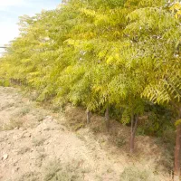 باغچه ۴۰۰ متری