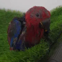 طوطی اکلکتوس