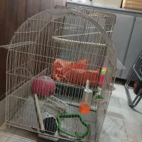 قفس پرنده عروس هلندی