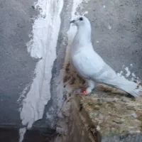 6تا گرفتنی|پرنده|تربت‌حیدریه, قائم|دیوار