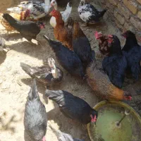 8عدد مرغ و خروس کاکولی تخم گزار دانه ای 320تومان|حیوانات مزرعه|بوئین زهرا, |دیوار