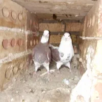 کبوتر|پرنده|سراب, |دیوار