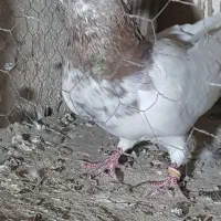 کبوترخوب وپرشی
