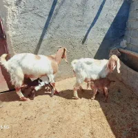 *بز*|حیوانات مزرعه|شیروان (خراسان), |دیوار