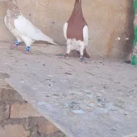 کبوترببهونی|پرنده|شیراز, سلطان آباد|دیوار